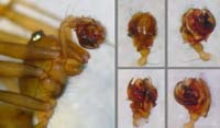 Lepthyphantes leprosus