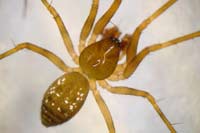 Lepthyphantes leprosus