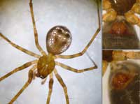 Lepthyphantes leprosus