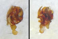 Lepthyphantes leprosus