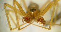 Lepthyphantes leprosus