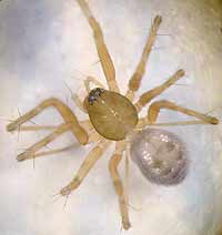 Lepthyphantes leprosus