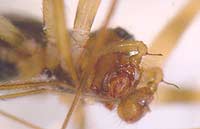 Lepthyphantes minutus