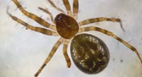 Lepthyphantes minutus