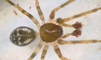 Lepthyphantes minutus