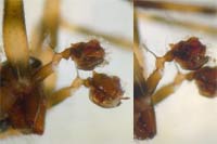 Lepthyphantes minutus
