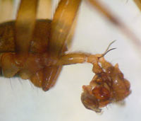 Lepthyphantes minutus