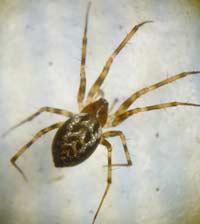 Lepthyphantes minutus
