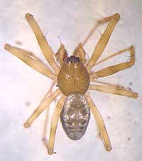 Lepthyphantes minutus