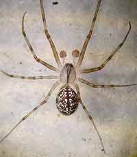 Lepthyphantes nebulosus