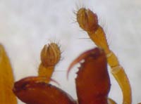 Leptorhoptrum robustum