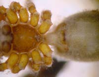 Leptorhoptrum robustum