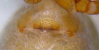 Leptorhoptrum robustum