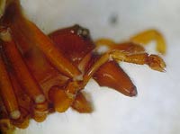 Leptorhoptrum robustum