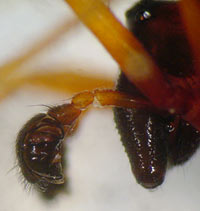 Linyphia hortensis