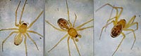 Linyphia hortensis