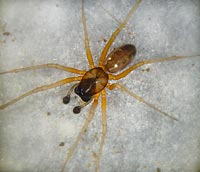 Linyphia hortensis