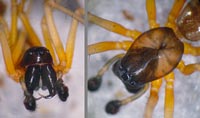 Linyphia hortensis