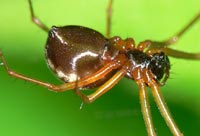 Linyphia hortensis