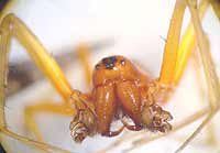 Linyphia hortensis