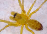 Linyphia hortensis