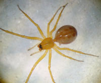 Linyphia hortensis
