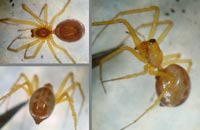 Linyphia hortensis