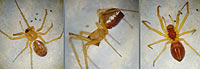 Linyphia hortensis