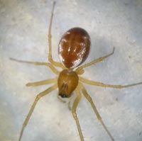 Linyphia hortensis