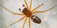 Linyphia hortensis