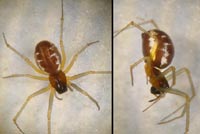 Linyphia hortensis