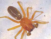 Linyphia hortensis
