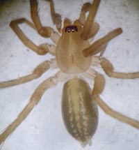 Liocranoeca striata