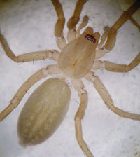 Liocranoeca striata