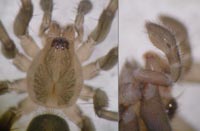 Liocranoeca striata