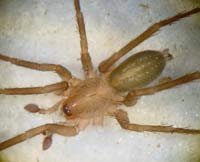 Liocranoeca striata