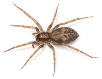 Liocranum rupicola