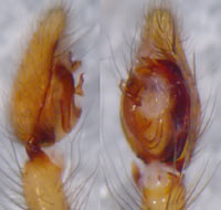 Liocranum rupicola