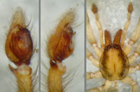 Liocranum rupicola