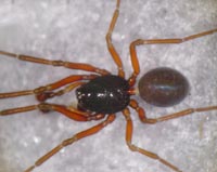 Lophomma punctatum