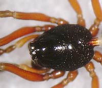 Lophomma punctatum
