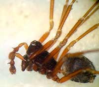 Lophomma punctatum