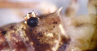Lophopilio palpinalis