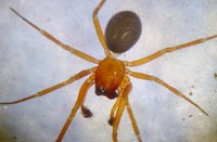 Macrargus rufus