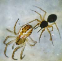 Mangora acalypha