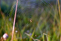 Mangora acalypha