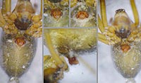 Mansuphantes mansuetus