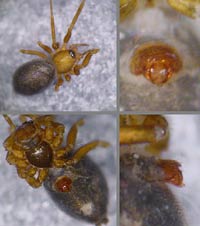 Mansuphantes mansuetus