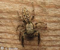 Marpissa muscosa