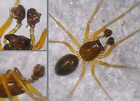 Meioneta equestris